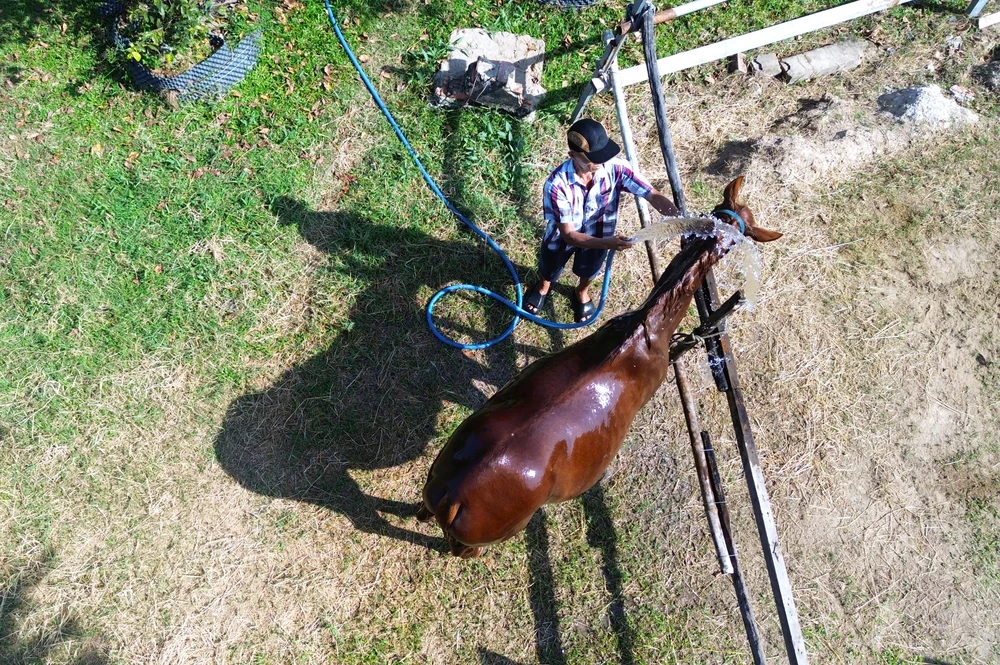 Ngựa Đức Hòa 14.JPG