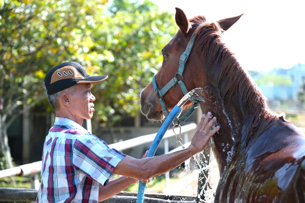 Ngựa Đức Hòa 17.jpg