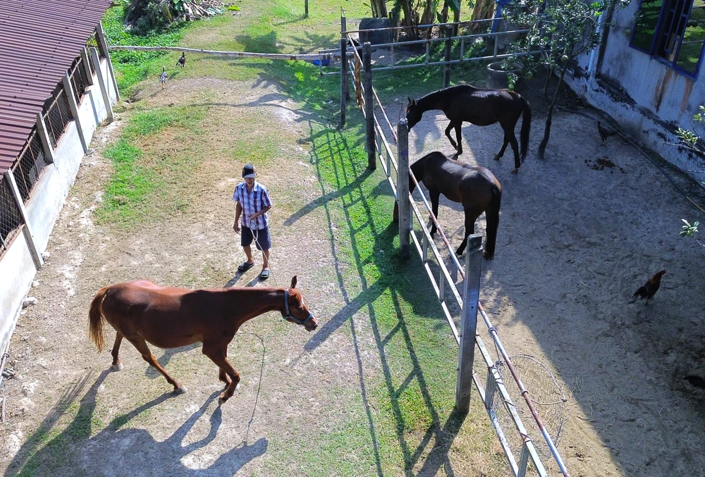 Ngựa Đức Hòa 18.JPG