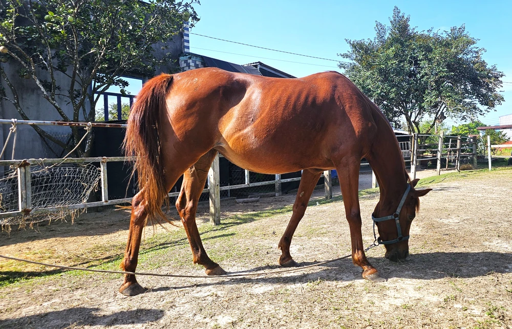 Ngựa Đức Hòa 6.jpg