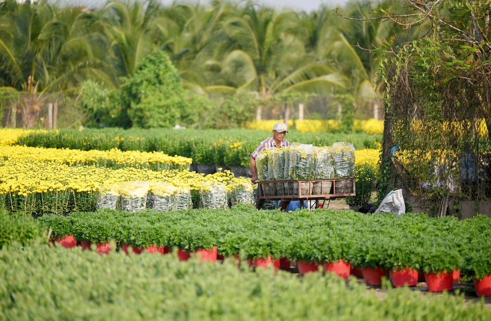 làng hoa Mỹ Phong (10).jpg