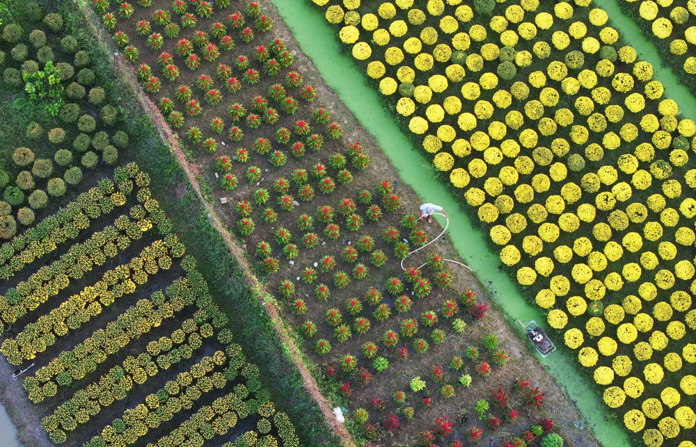 làng hoa Mỹ Phong (4).jpg