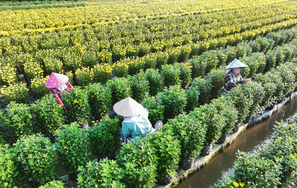 làng hoa Mỹ Phong (5).jpg