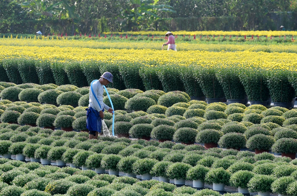 làng hoa Mỹ Phong (8).jpg