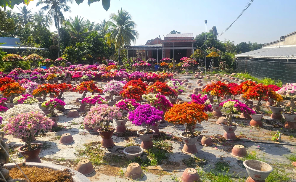 làng hoa giấy 13.jpg