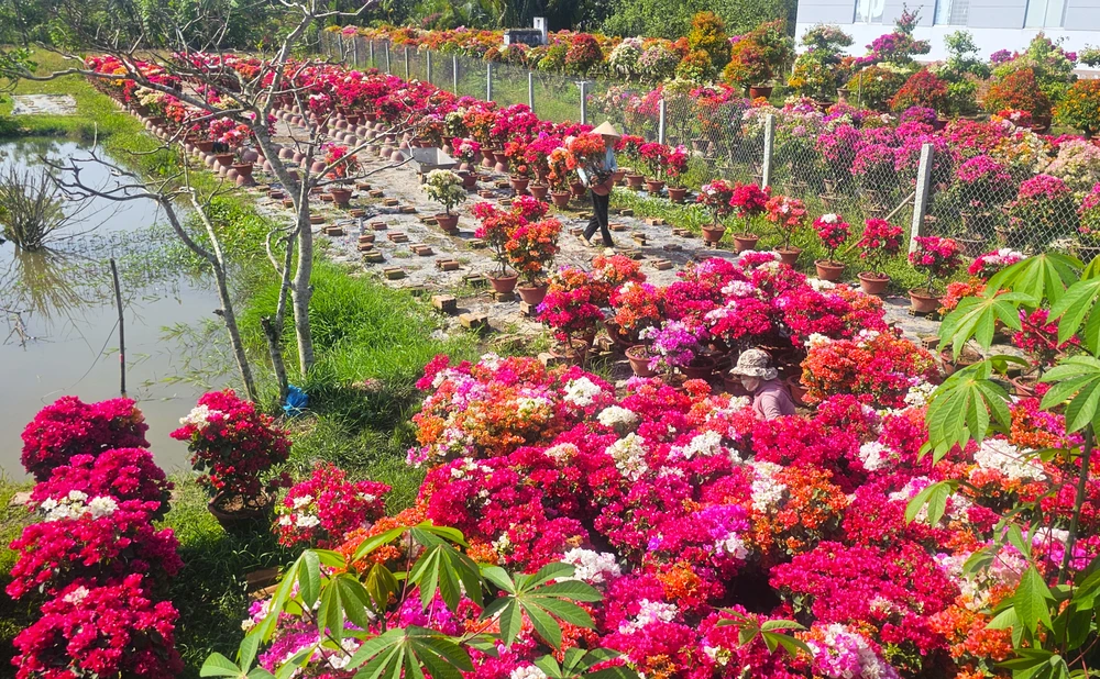 làng hoa giấy 14.jpg