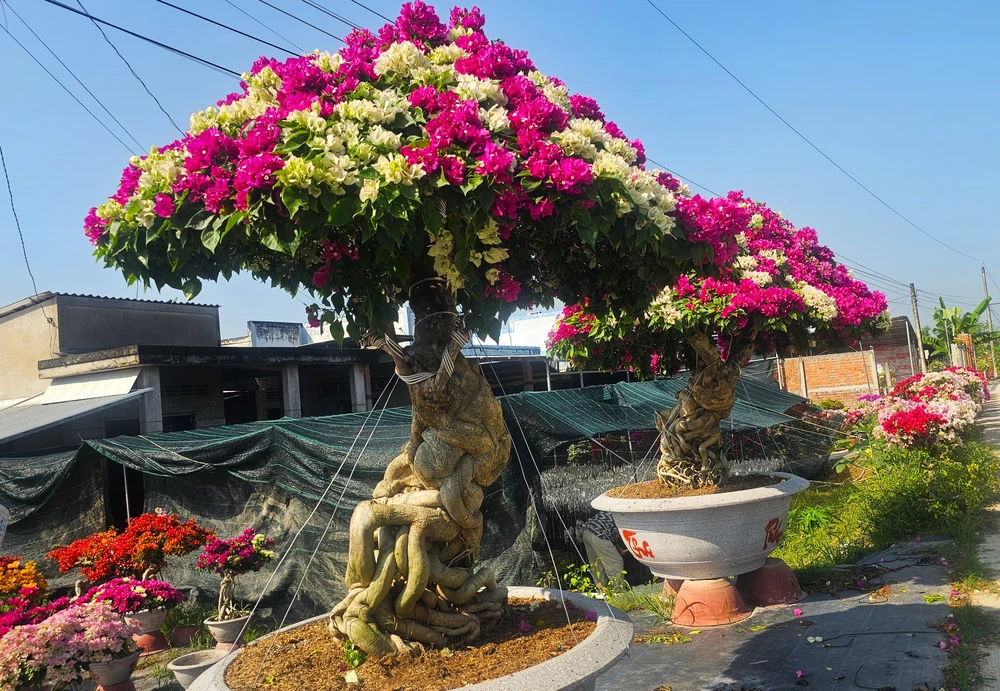 làng hoa giấy 20.jpg