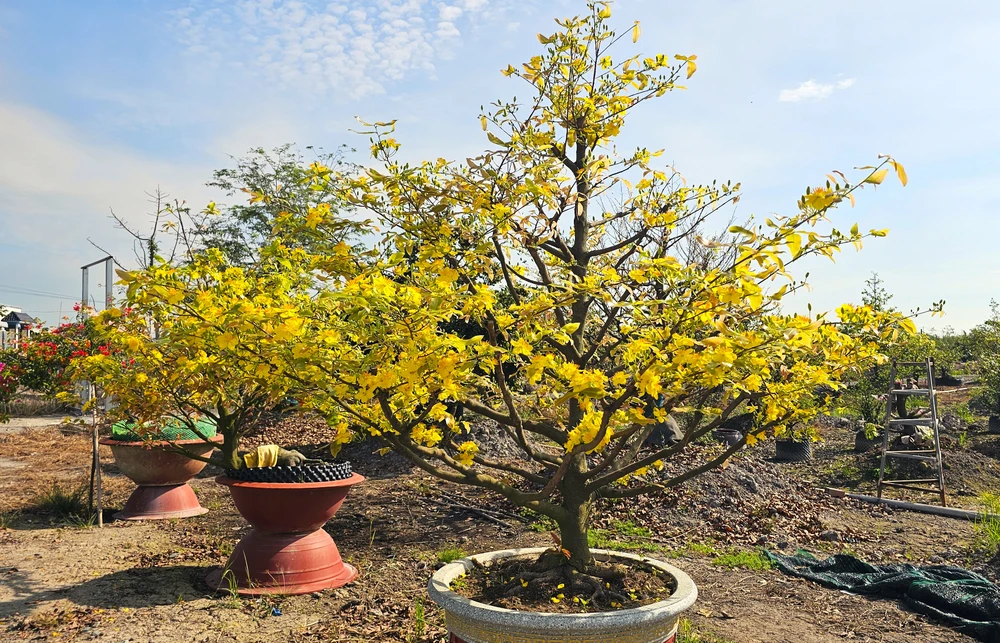 mai vàng 9.jpg