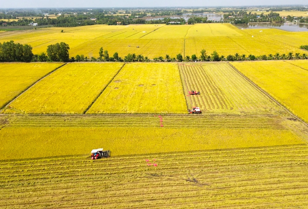 nông dân Tây Ninh 5.JPG