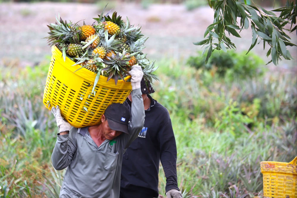 thu hoạch khóm 10.JPG