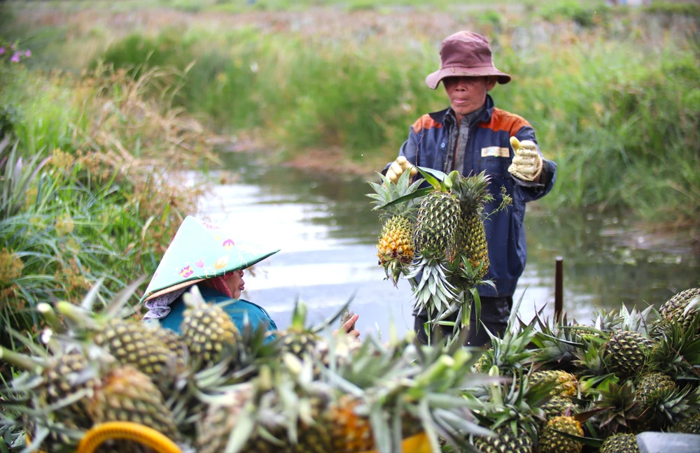 thu hoạch khóm 17.JPG