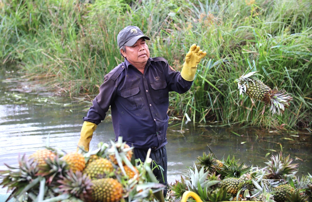 thu hoạch khóm 19.JPG