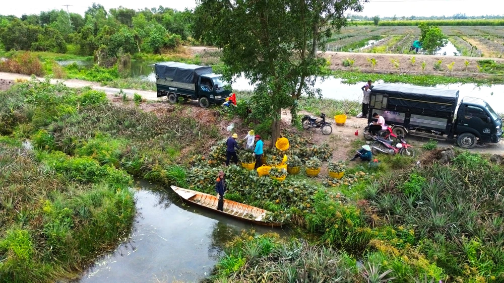 thu hoạch khóm.JPG