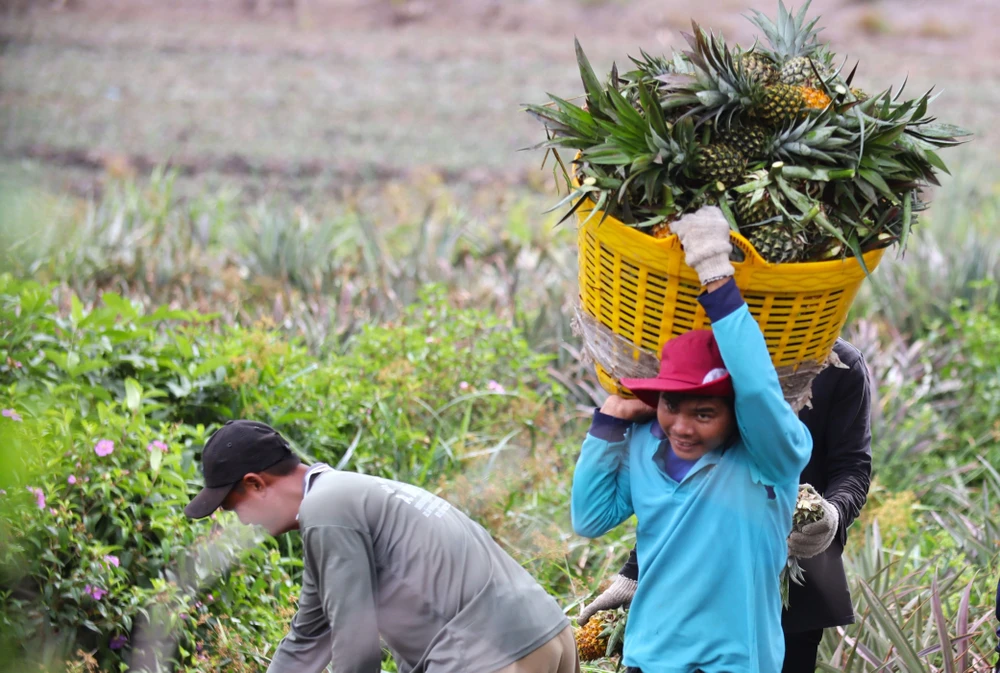 thu hoạch khóm 9.JPG