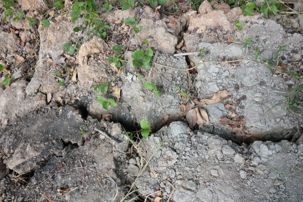 sông Vảm Cỏ Tây (8).jpg