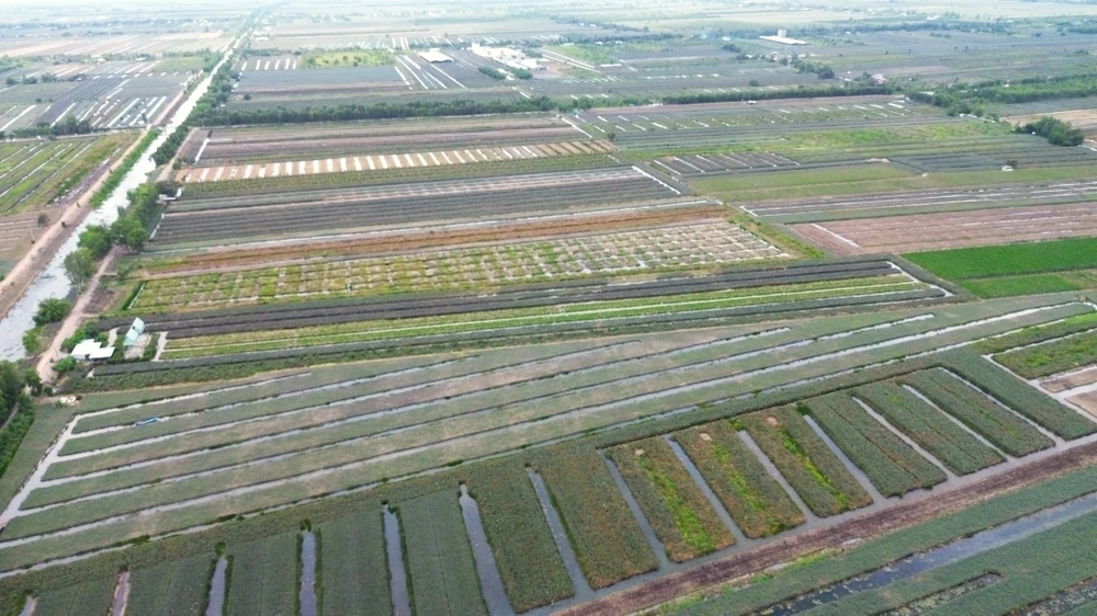 Vùng đất phèn Tân Phước 12.JPG