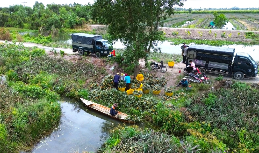 Vùng đất phèn Tân Phước 14.JPG