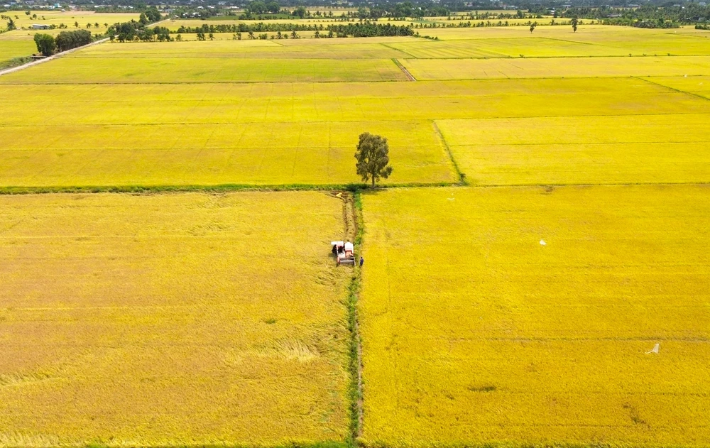 Vùng đất phèn Tân Phước 27.JPG