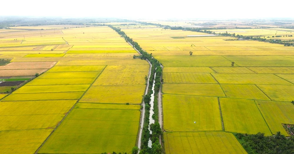 Vùng đất phèn Tân Phước 28.JPG