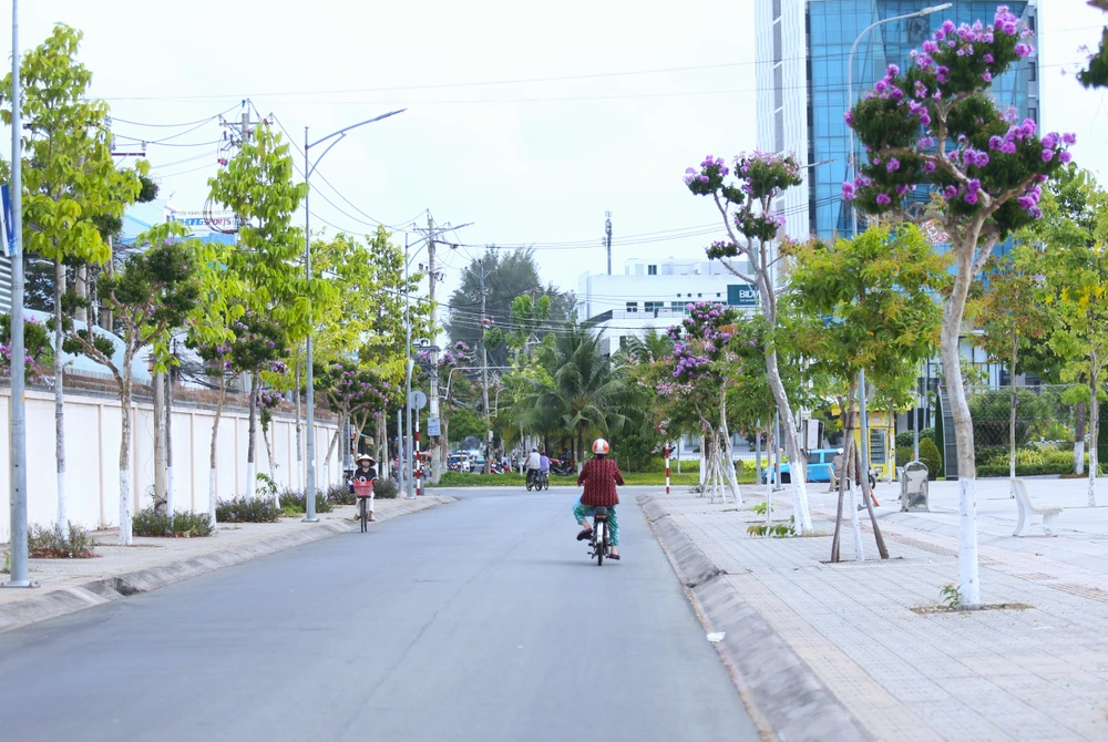 hoa bằng lăng 13.JPG