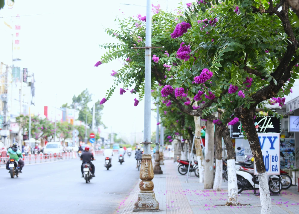 hoa bằng lăng 22.JPG