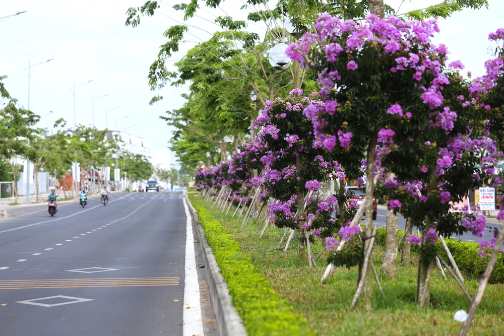 hoa bằng lăng 25.JPG