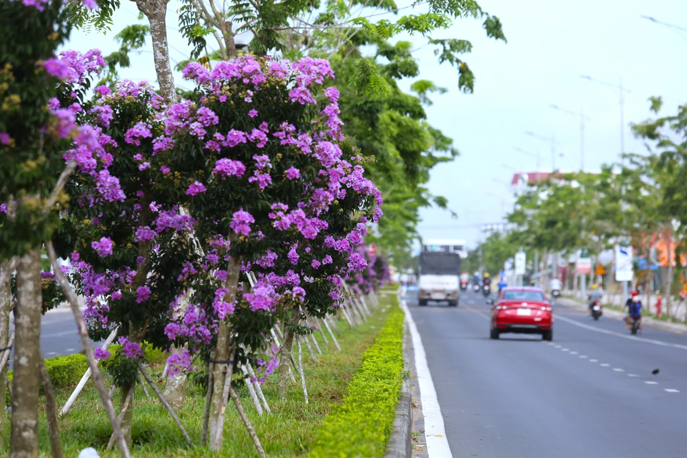 hoa bằng lăng 26.JPG