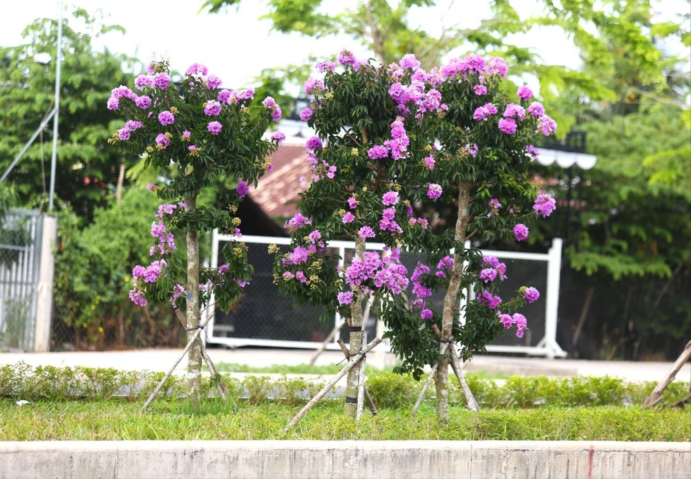 hoa bằng lăng 28.JPG
