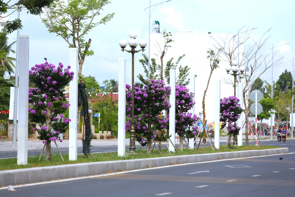 hoa bằng lăng 29.JPG