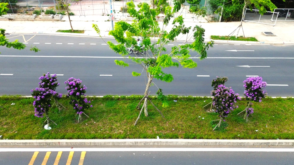 hoa bằng lăng 5.JPG
