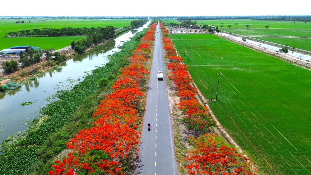 hoa phượng 2.JPG