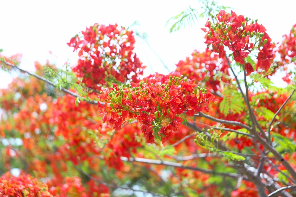 hoa phượng 24.JPG