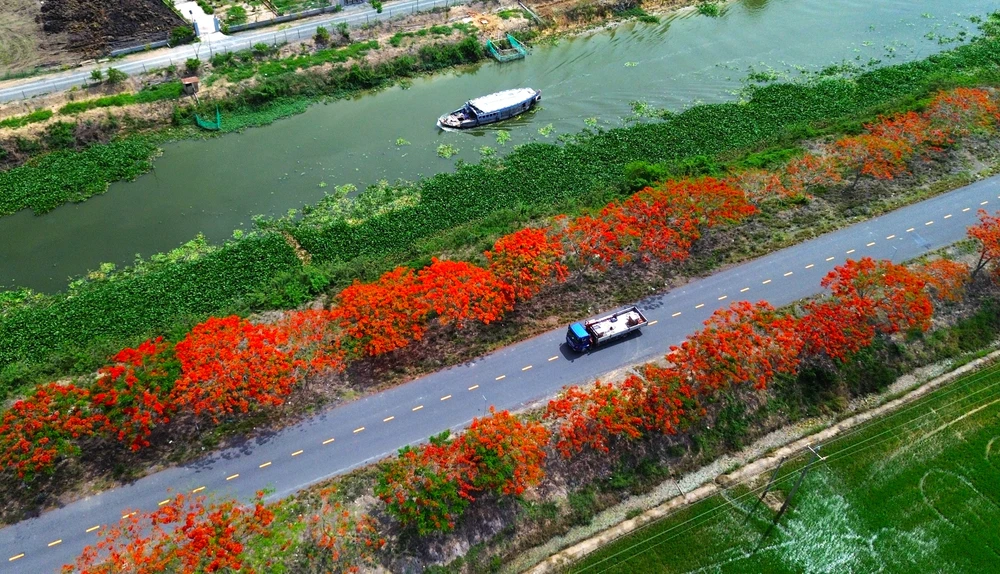 hoa phượng 8.JPG