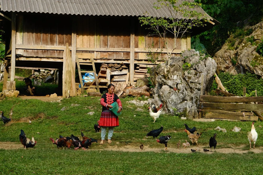 Người dân chăm sóc gia cầm. Ảnh NAM LÊ