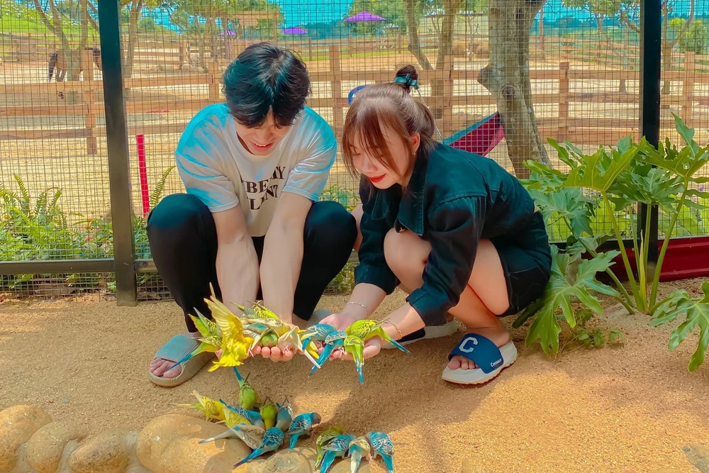 Du khách thích thú với đàn chim Yến Anh ẢNH : HOÀNG HIẾU