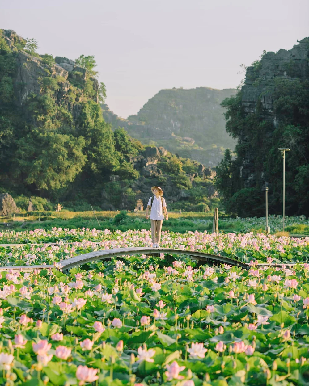 Hồ sen tuyệt đẹp Ảnh : QUANG THUỴ