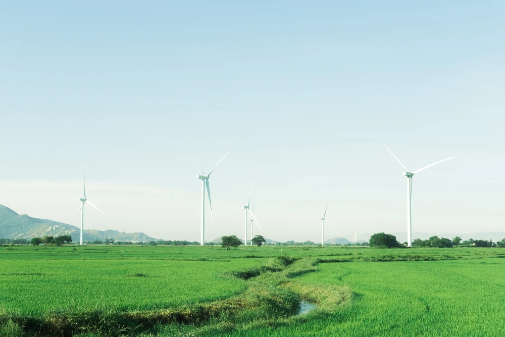 Mùa đẹp nhất để ghé thăm điện gió Đầm Nại là vào mùa lúa còn mơn mởn. Ảnh: MINH HUỆ.