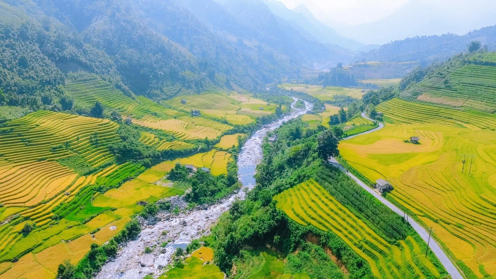 Màu vàng tươi của những bông lúa đang vào mùa thu hoạch.Ảnh : NGỌC LÂM