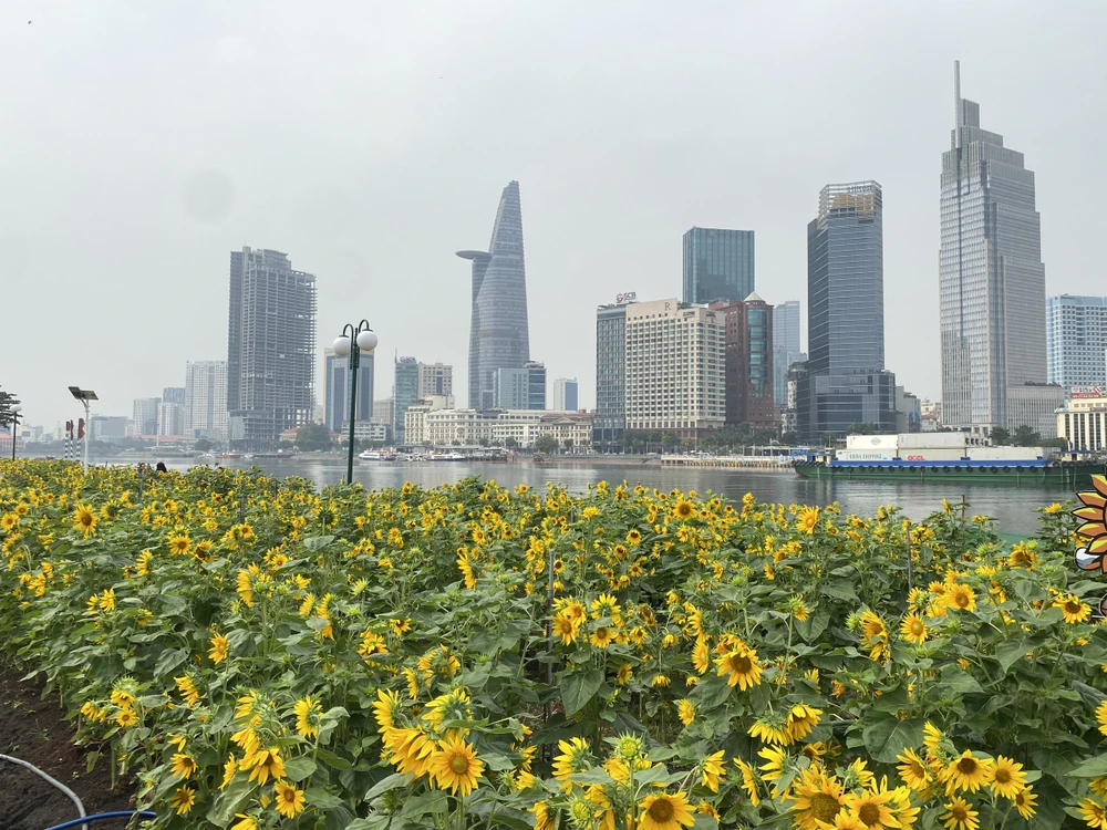 View tại vườn hoa hướng dương bờ sông Sài Gòn khá bắt mắt. Ảnh: HOÀNG HIẾU.