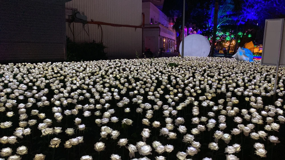 Vườn hoa hồng trắng cực đẹp tại công viên ánh sáng. Ảnh: HOÀNG HIẾU.