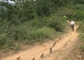 'Ông bố vịt' nuôi 21 chú vịt con gây sốt cộng đồng mạng