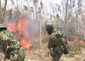 Gần 500 người dập đám cháy rừng kéo dài 2 ngày đêm 