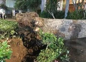 Liên tục cây xanh ngã đè trúng người ở TP.HCM