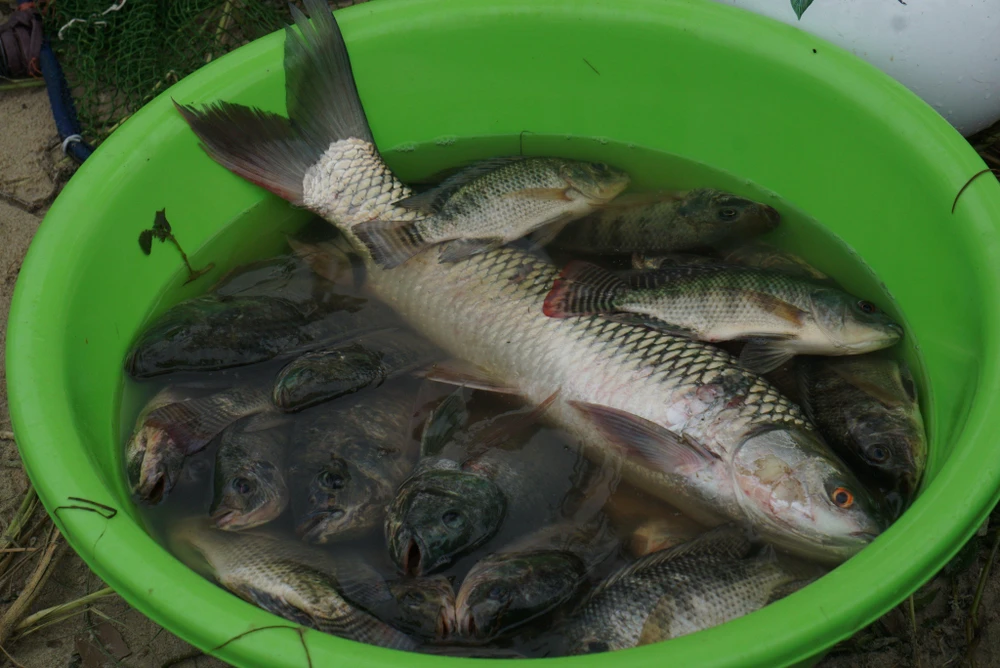 Cá bắt được chủ yếu là các loài cá nước ngọt, nhiều nhất là rô phi. Ảnh: HẢI HIẾU