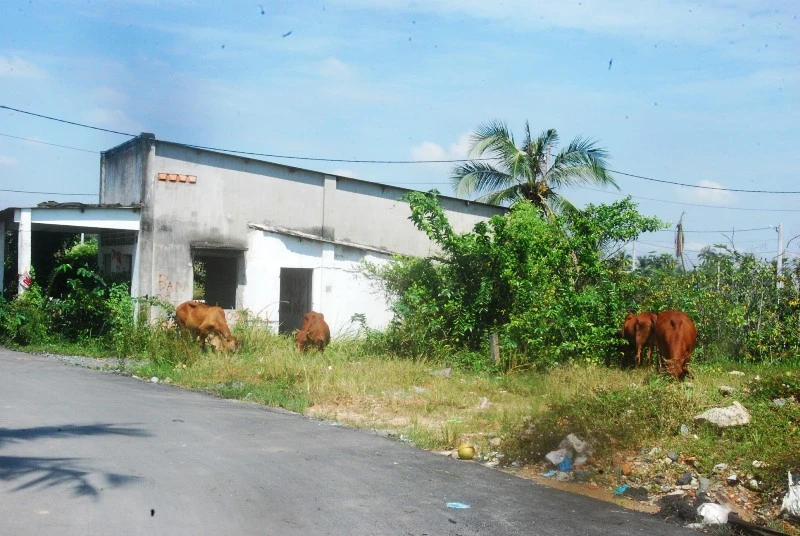 Khu đô thị lớn nhất quận 9 làm nơi chăn bò ảnh 7