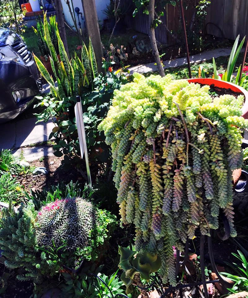 Nhà của danh hài Thúy Nga: Nhìn mà... thèm! ảnh 13