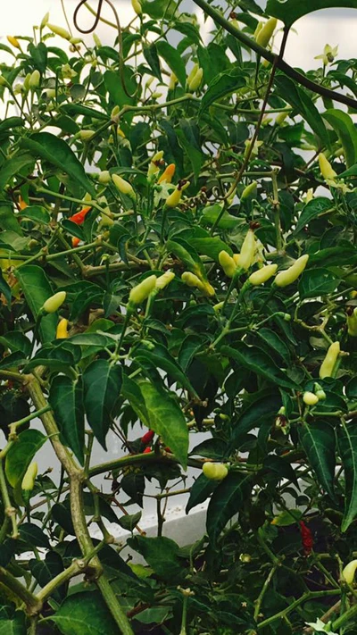 Biệt thự nhà vườn ngập hoa quả của diễn viên Việt Trinh ảnh 16