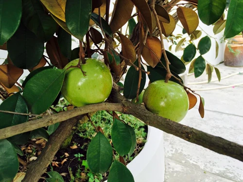 Biệt thự nhà vườn ngập hoa quả của diễn viên Việt Trinh ảnh 18