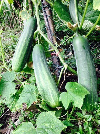 Biệt thự nhà vườn ngập hoa quả của diễn viên Việt Trinh ảnh 7