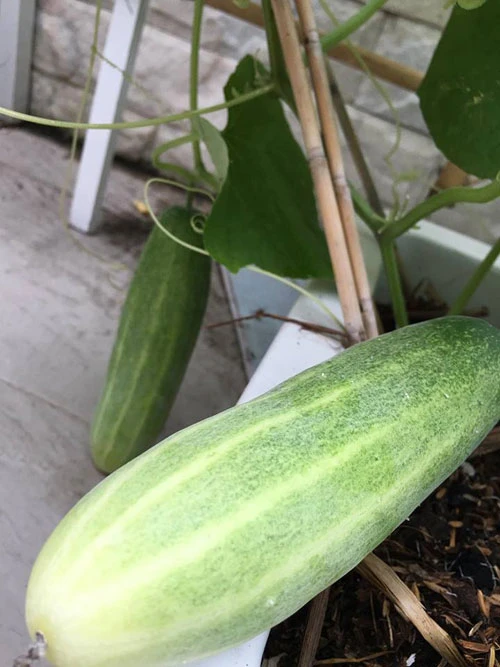 Vườn rau sạch trong ngôi nhà triệu đô của sao Việt ảnh 19